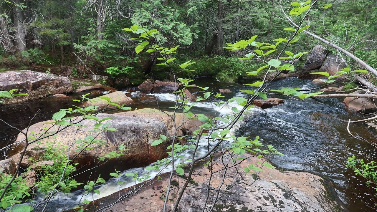 La forêt, l'eau, le feu