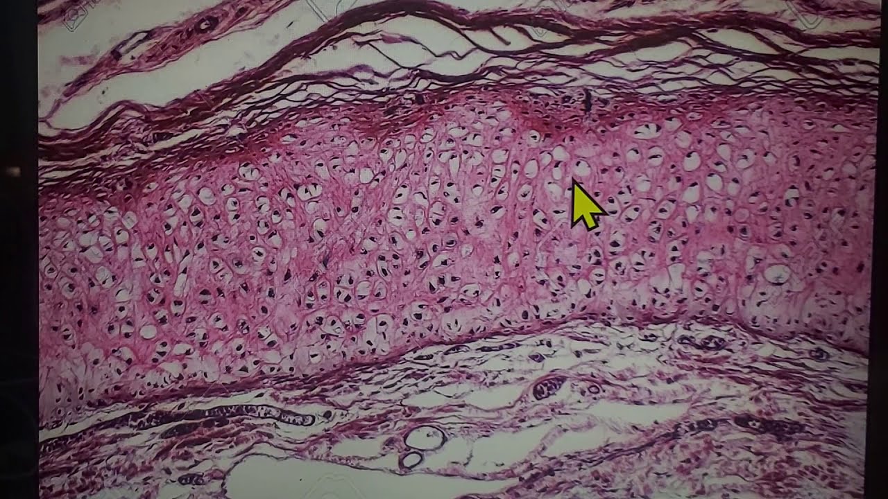 HISTOLOGIA - Dr. Moya - CARTILAGO- Laminas Histologicas