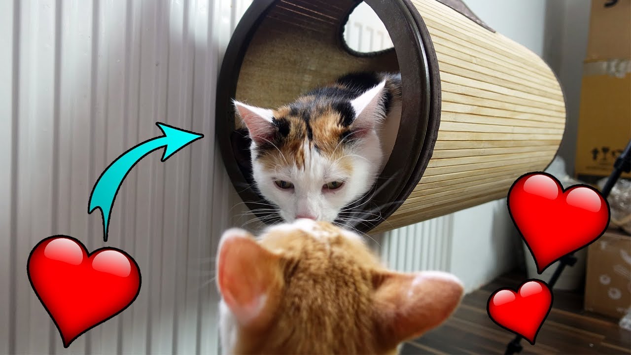 3 KATZEN GADGETS für knapp 20€ von Amazon im TEST! - Lohnt sich das?