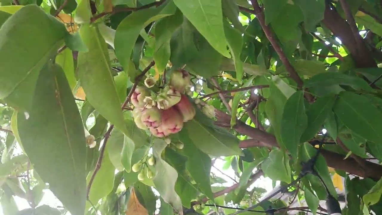 2 TỶ WEU VƯỜN SHR 6 X 27 XÃ CỦ CHI TPHCM.. GIÁP HÓC MÔN 3,5KM . SÂN ĐÂU XE OTO 7 CHO .0352541607