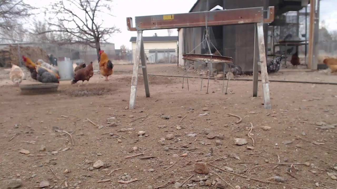 Jacks Henhouse Chickam Live Stream