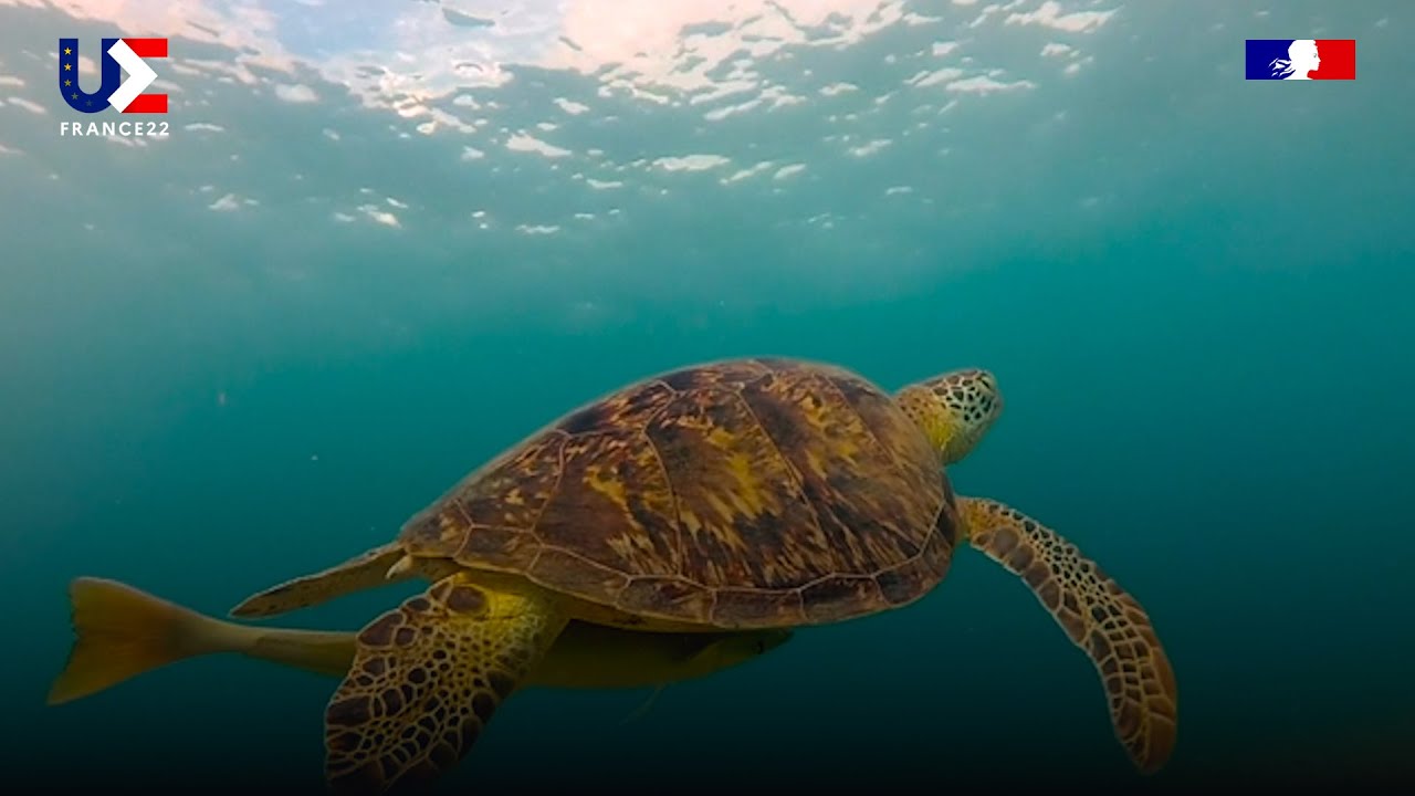 Mayotte : la protection de tortues marines
