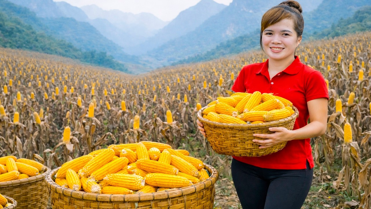 Harvesting 1000+ Sticky Corn Sell it At The Market and buy Rabbits To Raise On The Farm