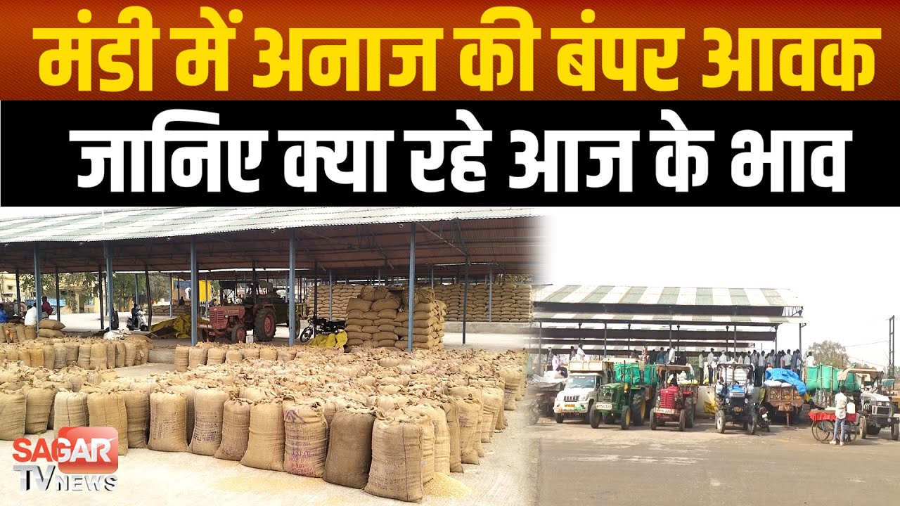 सागर मंडी में अनाज की बंपर आवक जारी जानिए क्या रहे आज के भाव | sagar tv news |