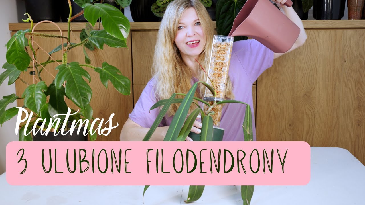 3 ulubione filodendrony (na ten moment ;))
