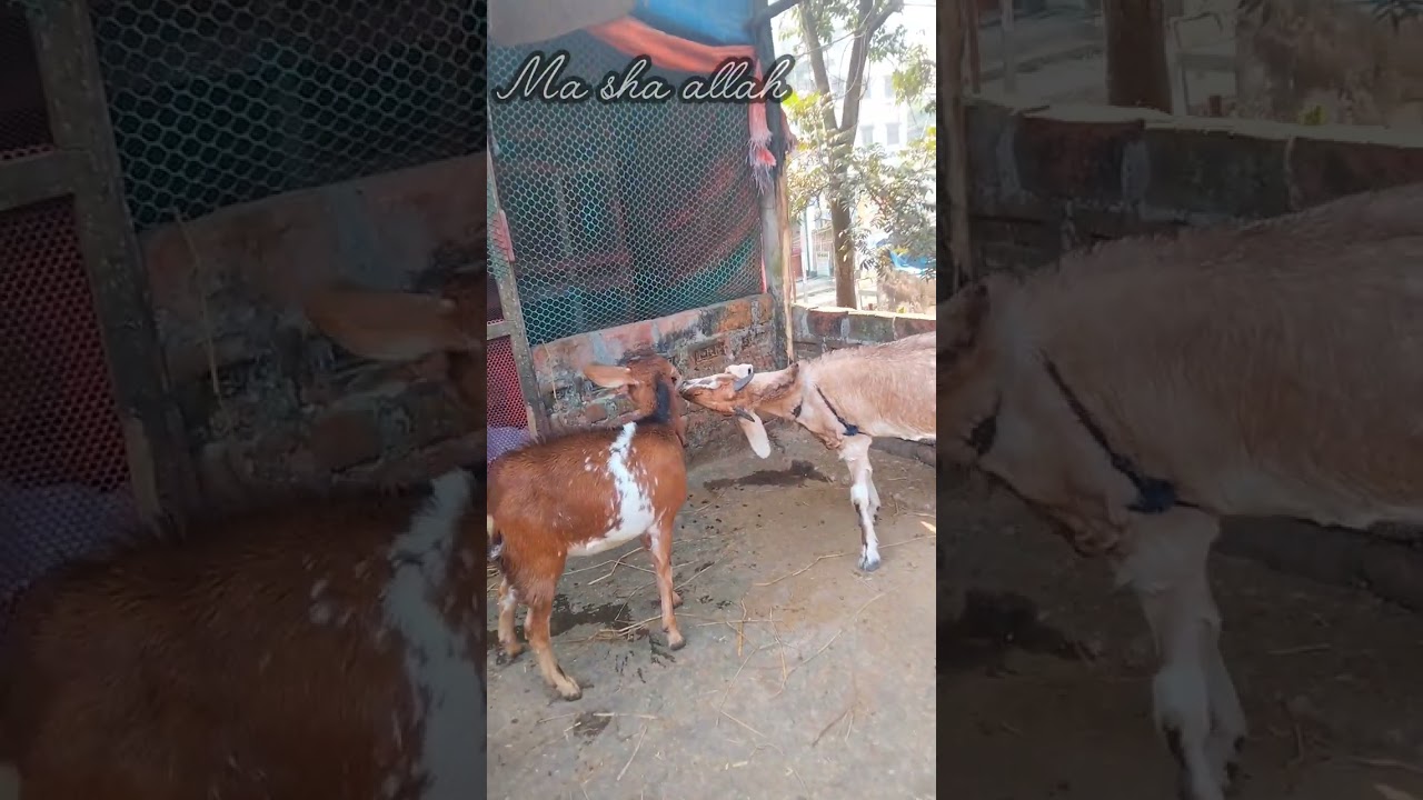 মা / রামা/ রি শুরু হয়ে গেছে খামারে!😇🐐