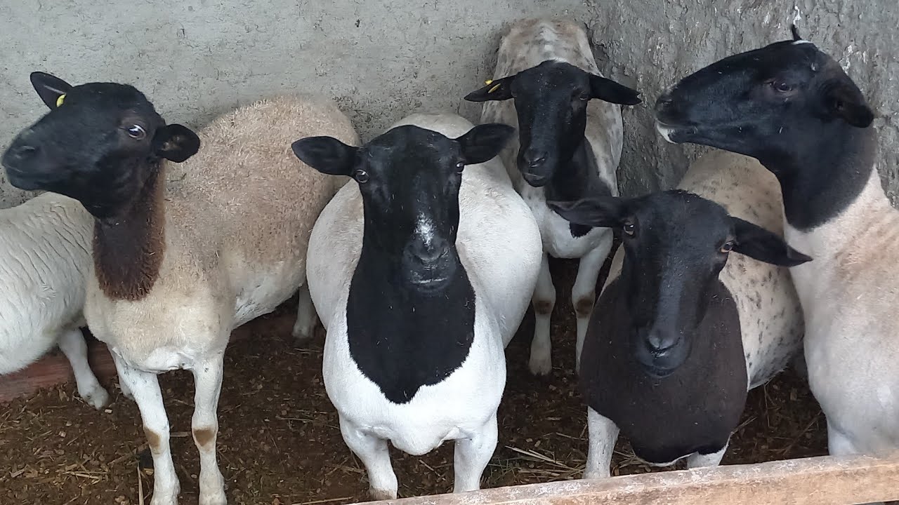 VISITAMOS MAIS UMA CRIAÇÃO DE OVINOS DORPER EM LAGOA SECA-PB