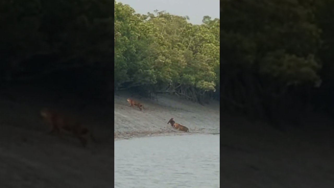 Rare Three Tiger Sighting in Sundarbans | Majestic Big Cats in the Wild