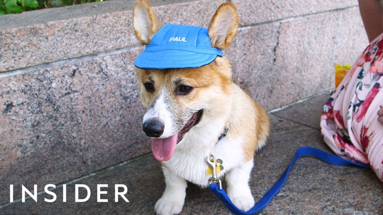 Hat Protects Your Dog From The Summer Heat