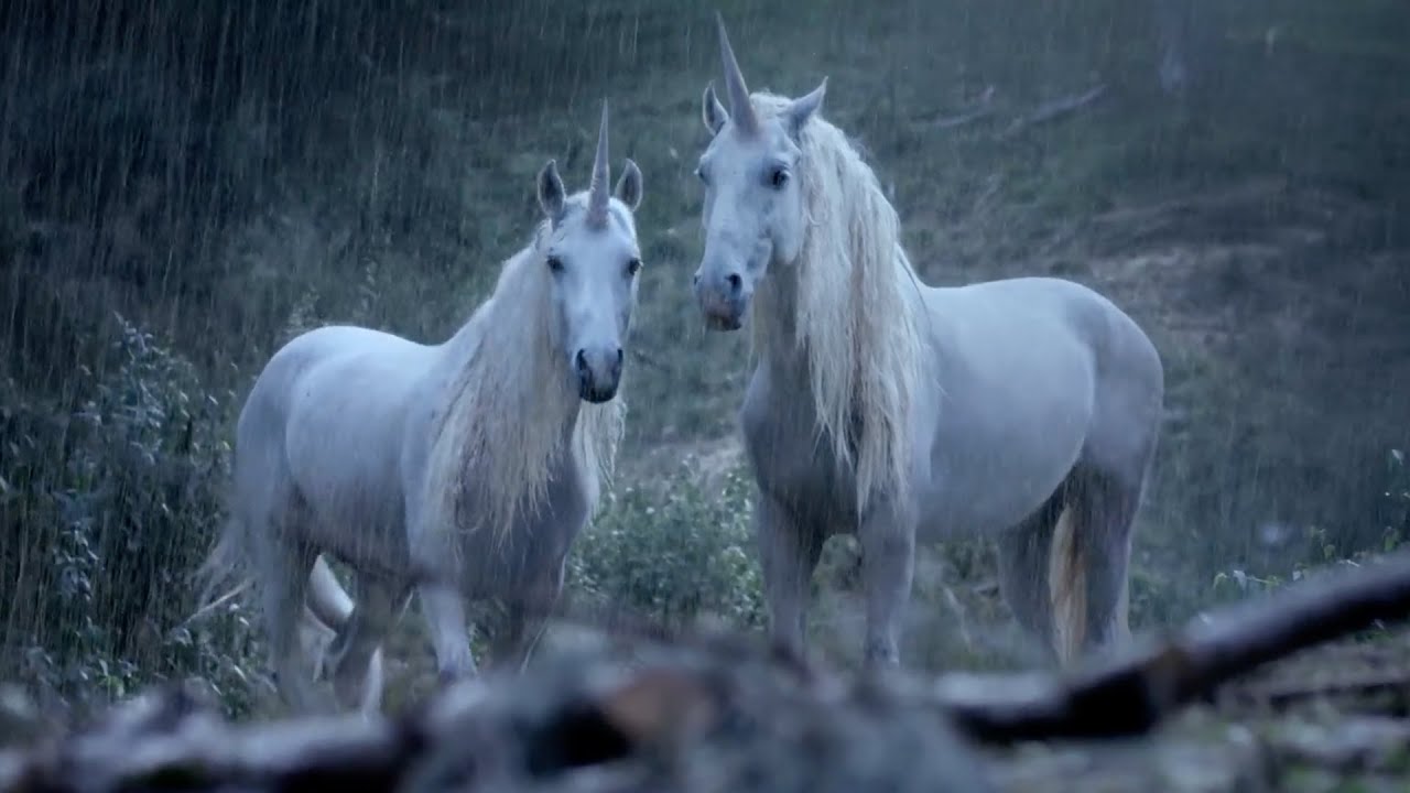 Canal+『Unicorn』