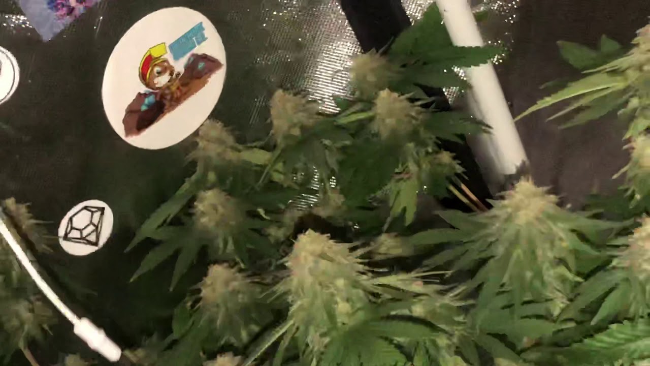 Day 49F 🦍 Gorilla Glue #4 and 🍓Strawberry Amnesia2 WhiteWIDOW Seedbank