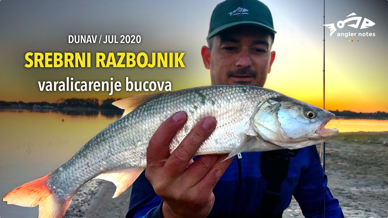 Bucov - Srebrni Razbojnik - Varalicarenje Bucova na Dunavu / Fishing Aspius at Danube RIver