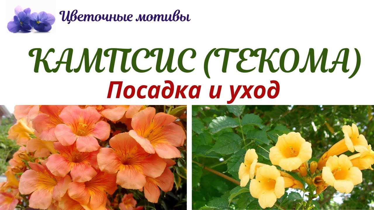 Кампсис (текома, трубач): посадка, уход, выращивание. Садовая лиана для ленивых!