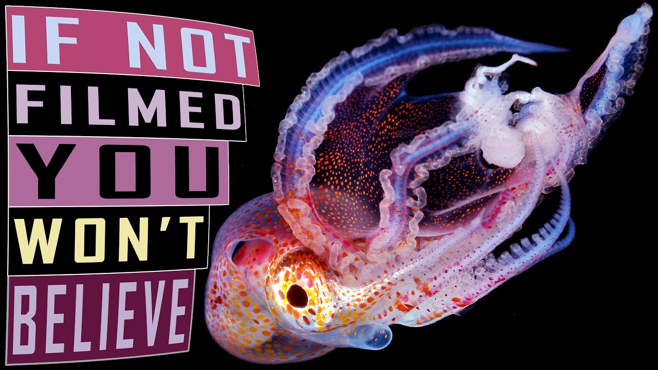 Blackwater Diving Photography 【 BIZARRE ANIMALS 】 Blackwater Diving 【 Diving in Batangas 】