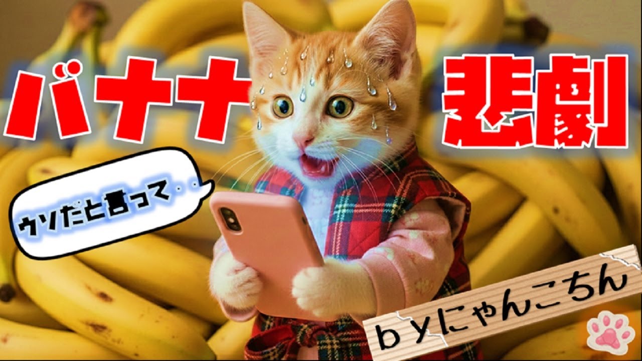深夜にポチッとしたら、翌日とんでもないものが届いてしまいました…【にゃんこちん】