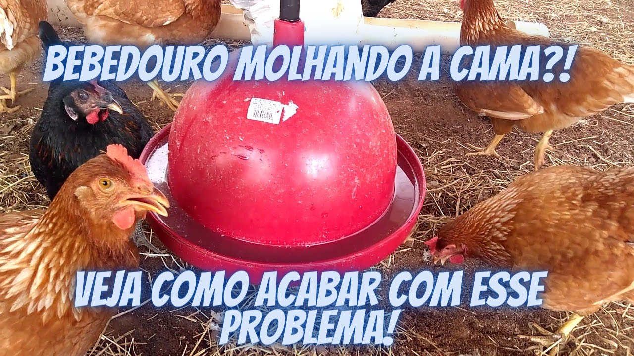 Bebedouro molhando a cama do aviário