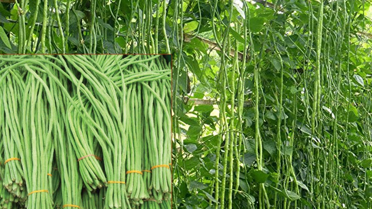वागवानी अनुसन्धान केन्द्र मालेपाटनमा बोडीमा भइरहेको अनुसन्धान | Cowpea Research |
