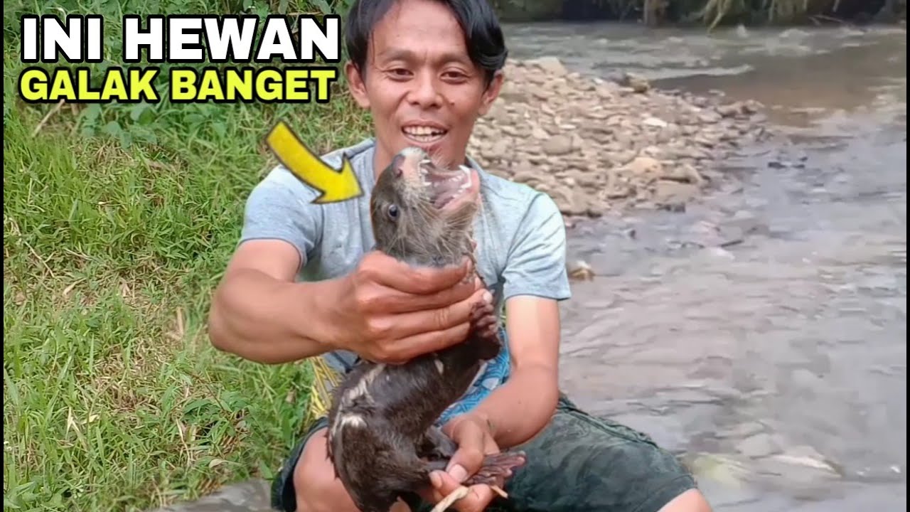 DAPAT HEWAN INI DI SUNGAI || otter /sero masih kecil juga galak bangetttt
