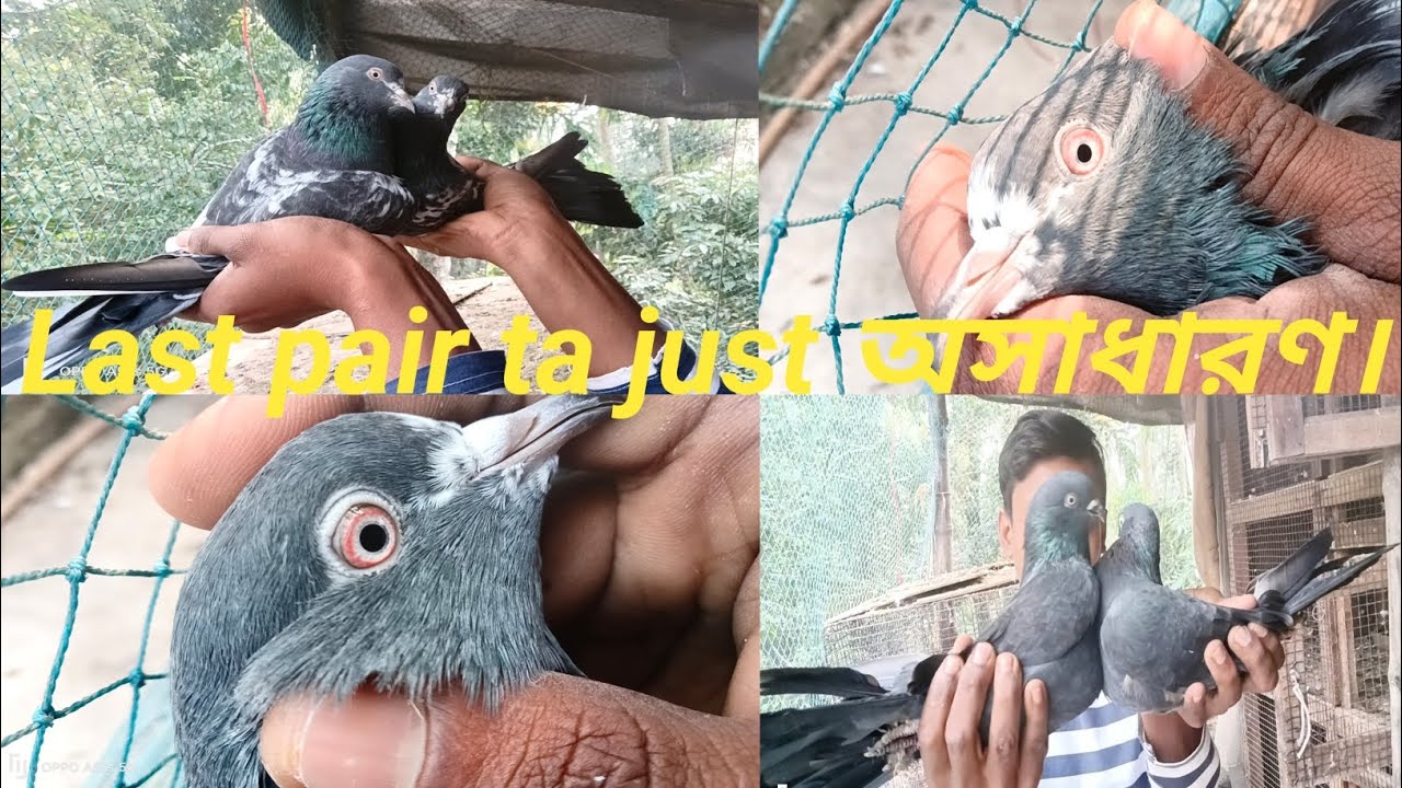 Pakistani Miya najim blood line dub wala pigeon,kasuri pigeon,kala sobuj pigeon sell in Kolkata.