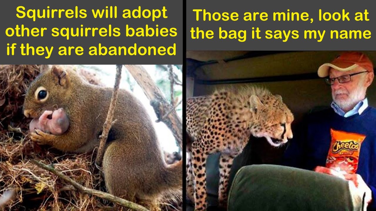 Funny And Silly Animal Memes To Help You Keep Your Spirits Up | Humor Sweet