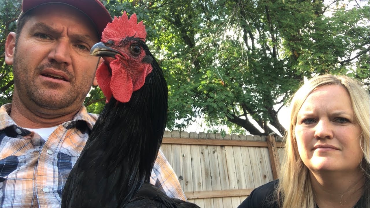 #137 - Do Rooster Collar's Really Work? (Rooster's Too Loud)