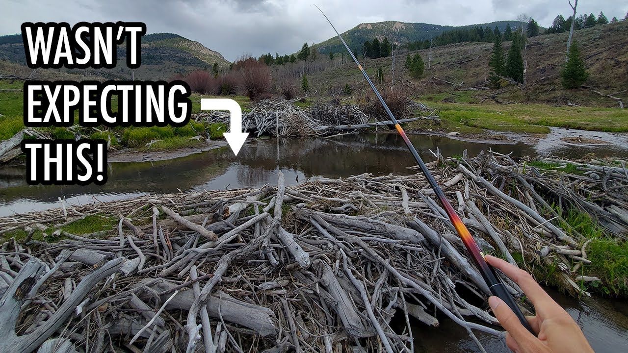SURPRISING Catches in the Beaver Ponds! (Tenkara Fly Fishing)