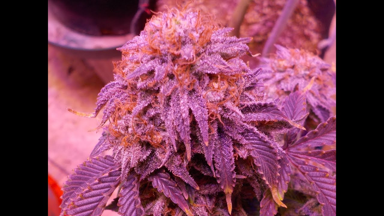 Day 63 Purple Pineapple Express