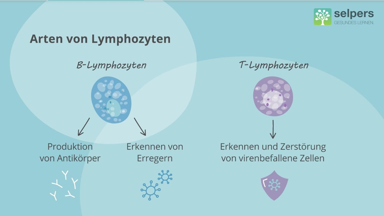Das lymphatische System einfach erkl&auml;rt 💡 Lymphknoten und Lymphozyten (Experte im Interview)