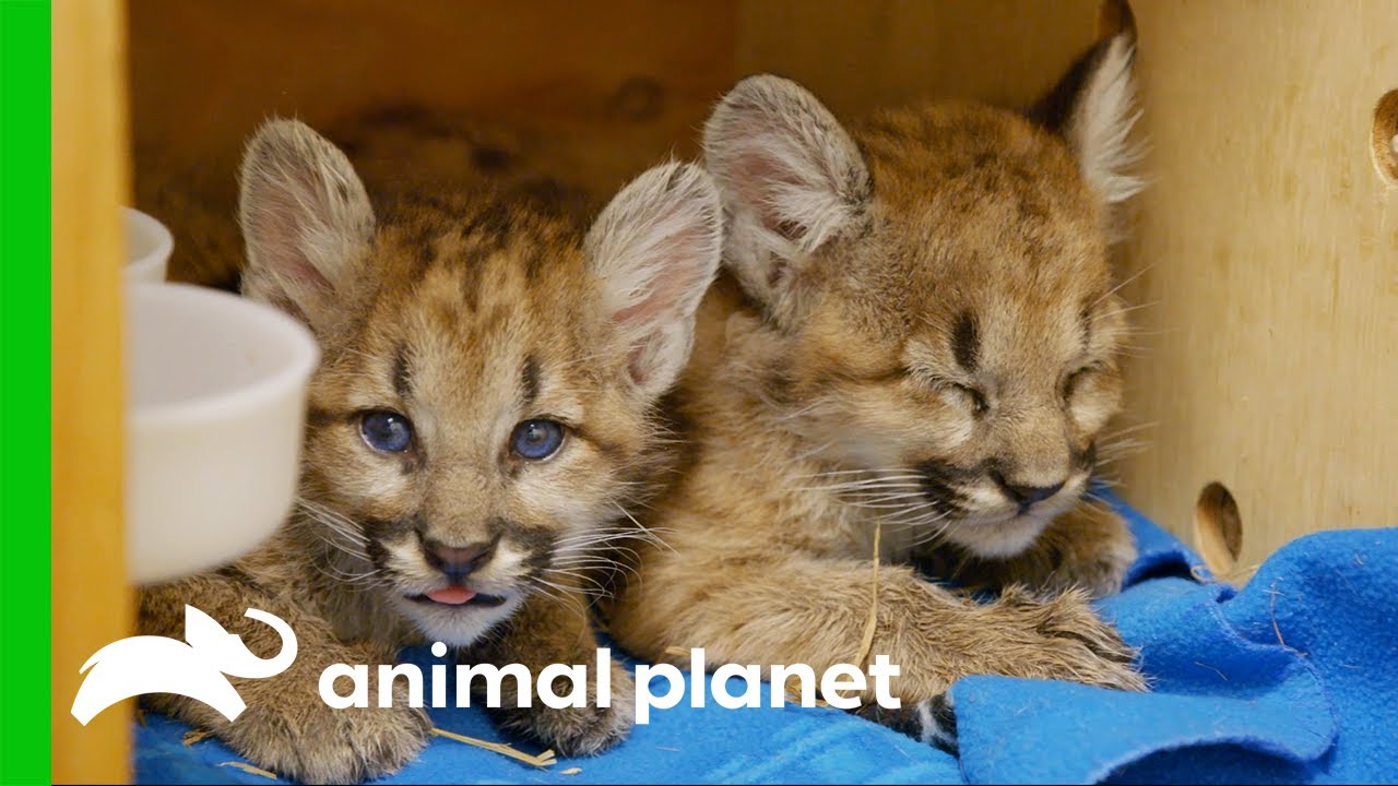 Abandoned Puma Cubs Have to Learn to Eat | The Zoo