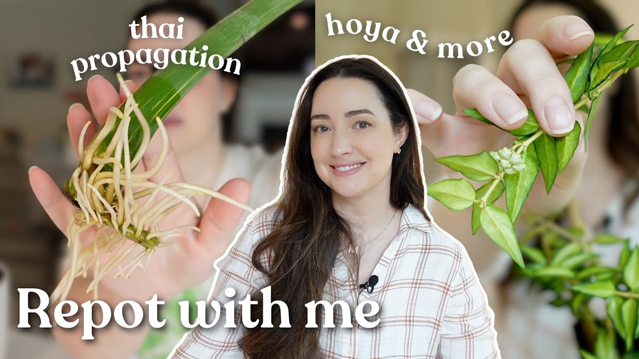 Come Repot Some Houseplants With Me 🌱