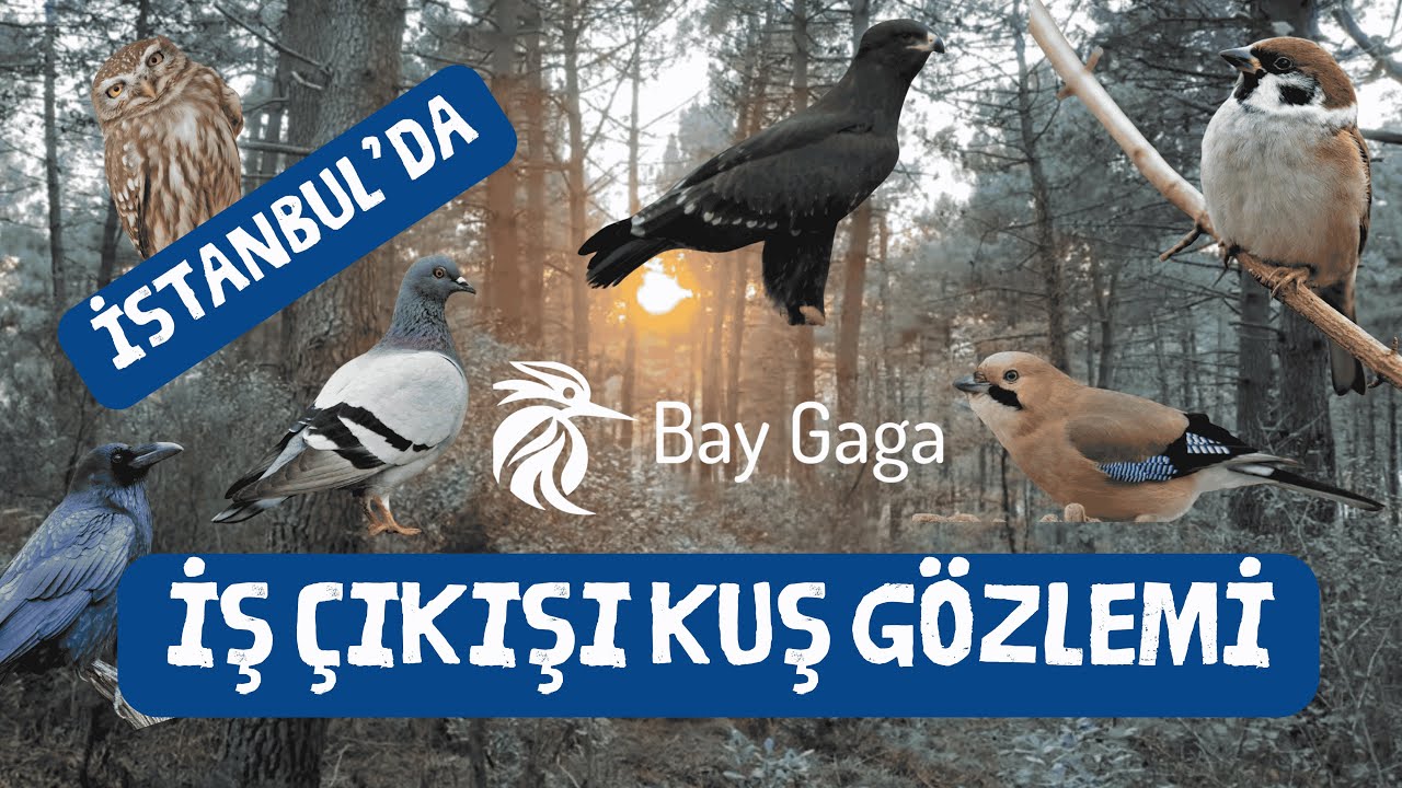 İstanbul Çekmeköy'de Kuş Gözlemi Nerede Yapılır?