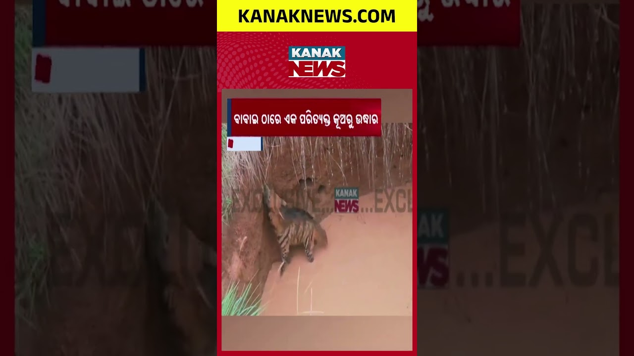 କୂଅରୁ ଉଦ୍ଧାର ହେଲେ ହେଟାବାଘ  | Tiger Rescued  from  A well at Nabarangpur
