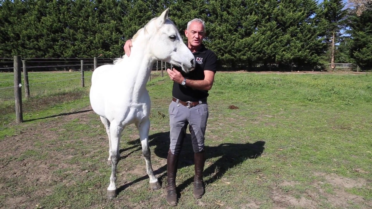 Why we shouldn't label horses with humanistic terms with Andrew McLean