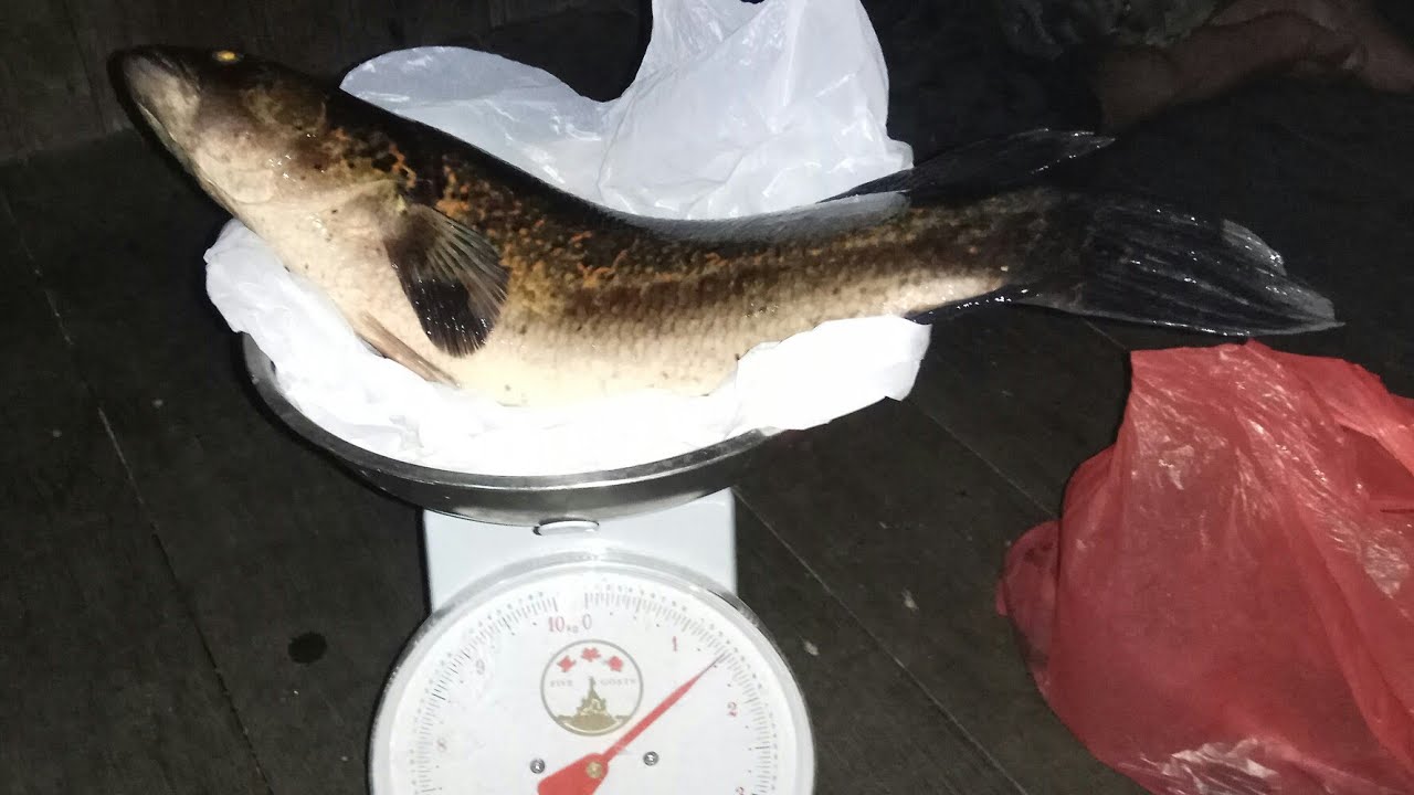 Casting Kerandang Babon - My New Record For Ocellated Snakehead