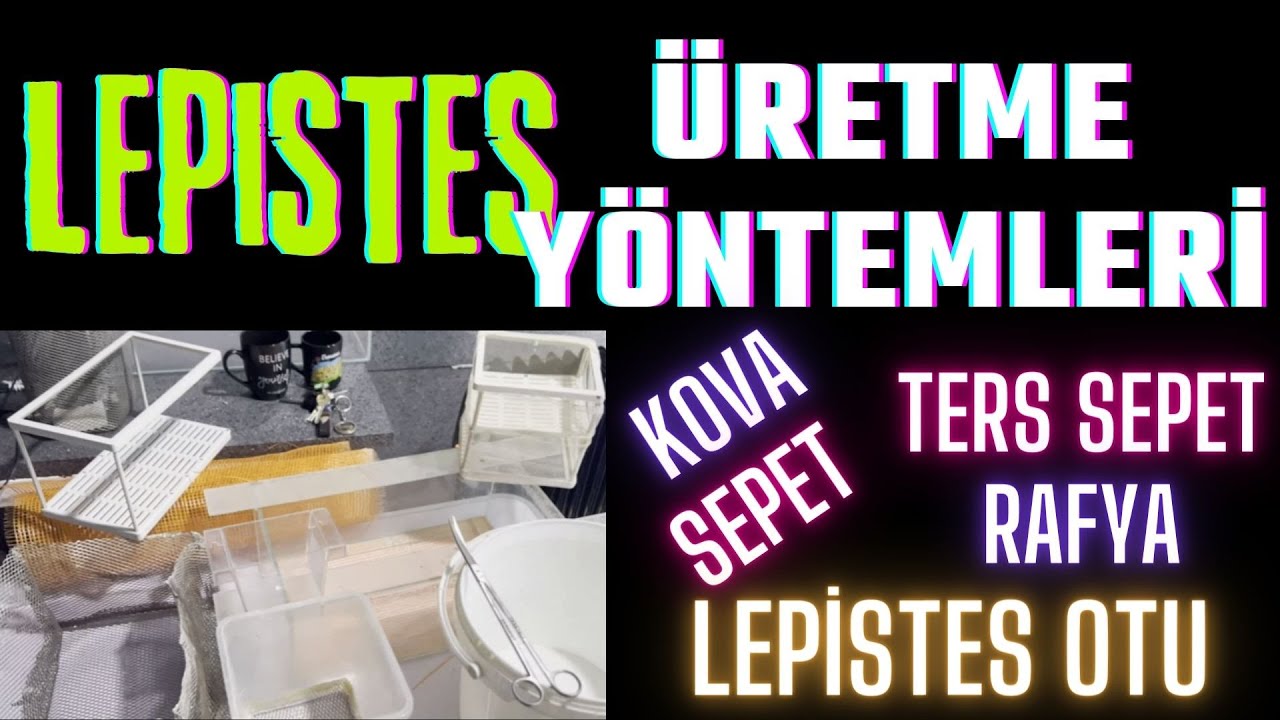 LEPİSTES BEYAZ KOVA VE SEPET İLE &Uuml;RETME Y&Ouml;NTEMİ #lepistes #akvaryumbalıkları