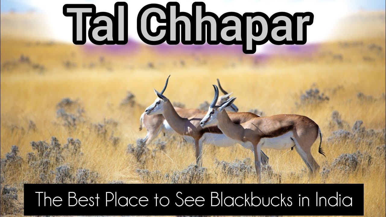 You Won&rsquo;t Believe This Place Exists in Rajasthan! Nature Untouched, Stunning Wildlife of Tal Chhapar