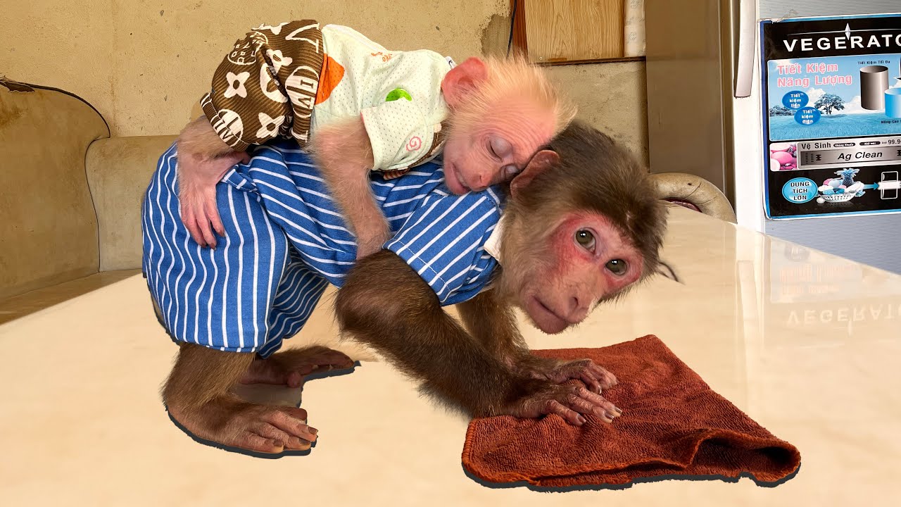 Oh there is so much sweetness in this video! Takes care of Baby monkey from day one