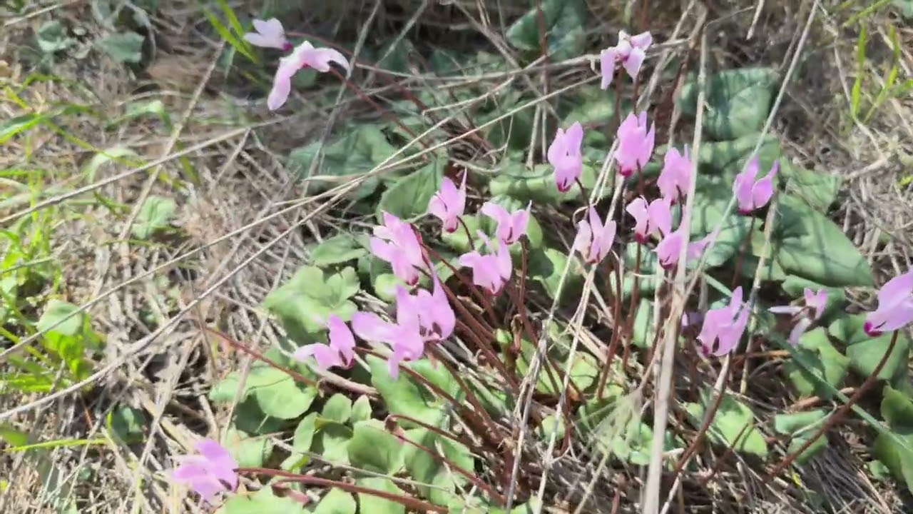 Flowers of Mitspe Modiin