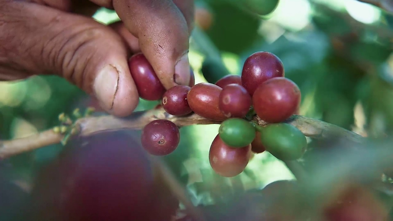 Caf&eacute;s del Per&uacute;