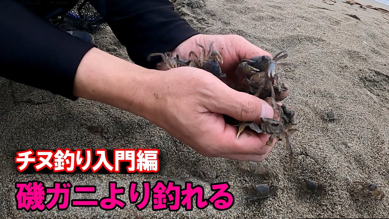 餌代０円！ジグヘッドで簡単に良型のクロダイが連発する！初心者でも手軽に黒鯛が釣れます。カニゲーム、チニング、カニング、富山、釣り