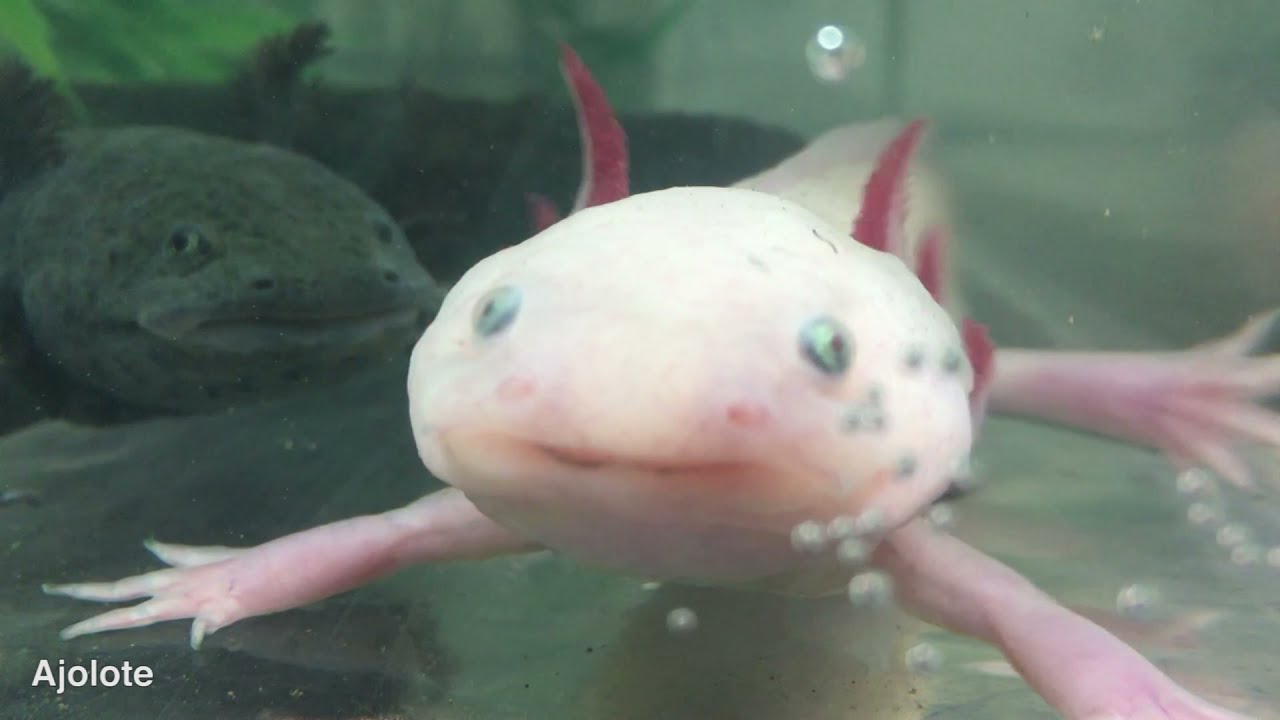 Crean mapa interactivo de especies en peligro de extinci&oacute;n - UNAM Global