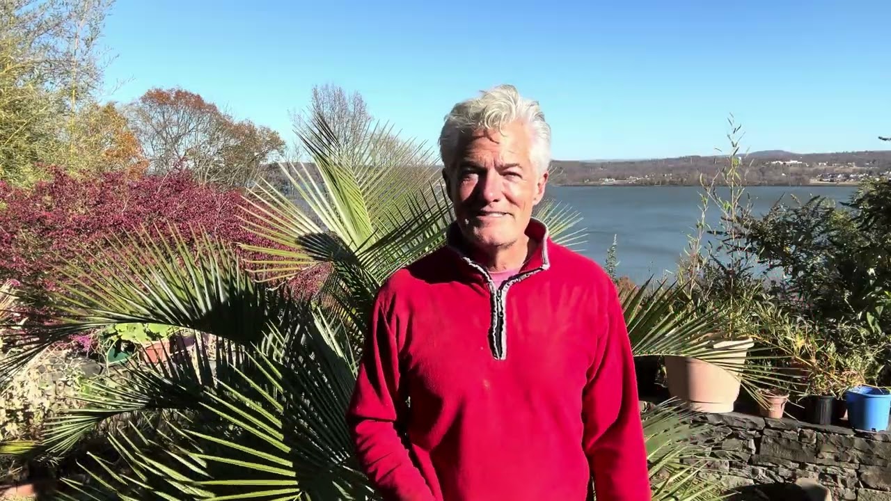 Chilean Wine Palm Hybrid Winter Protection