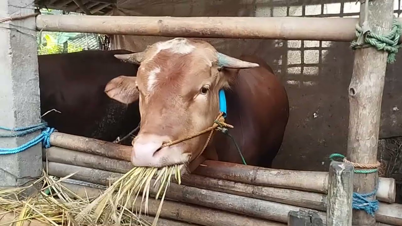 PART 1AWAL PELIHARA SAPI??#sapi #sapipedaging #cow #sapigemuk #ternak #sapimakan #suksesternaksapi 