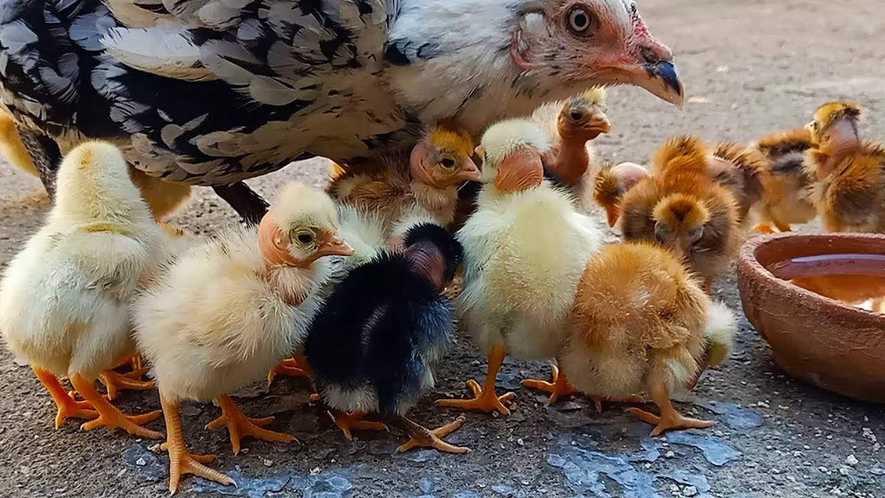 Aseel chicks growth results day first - New born aseel chicks