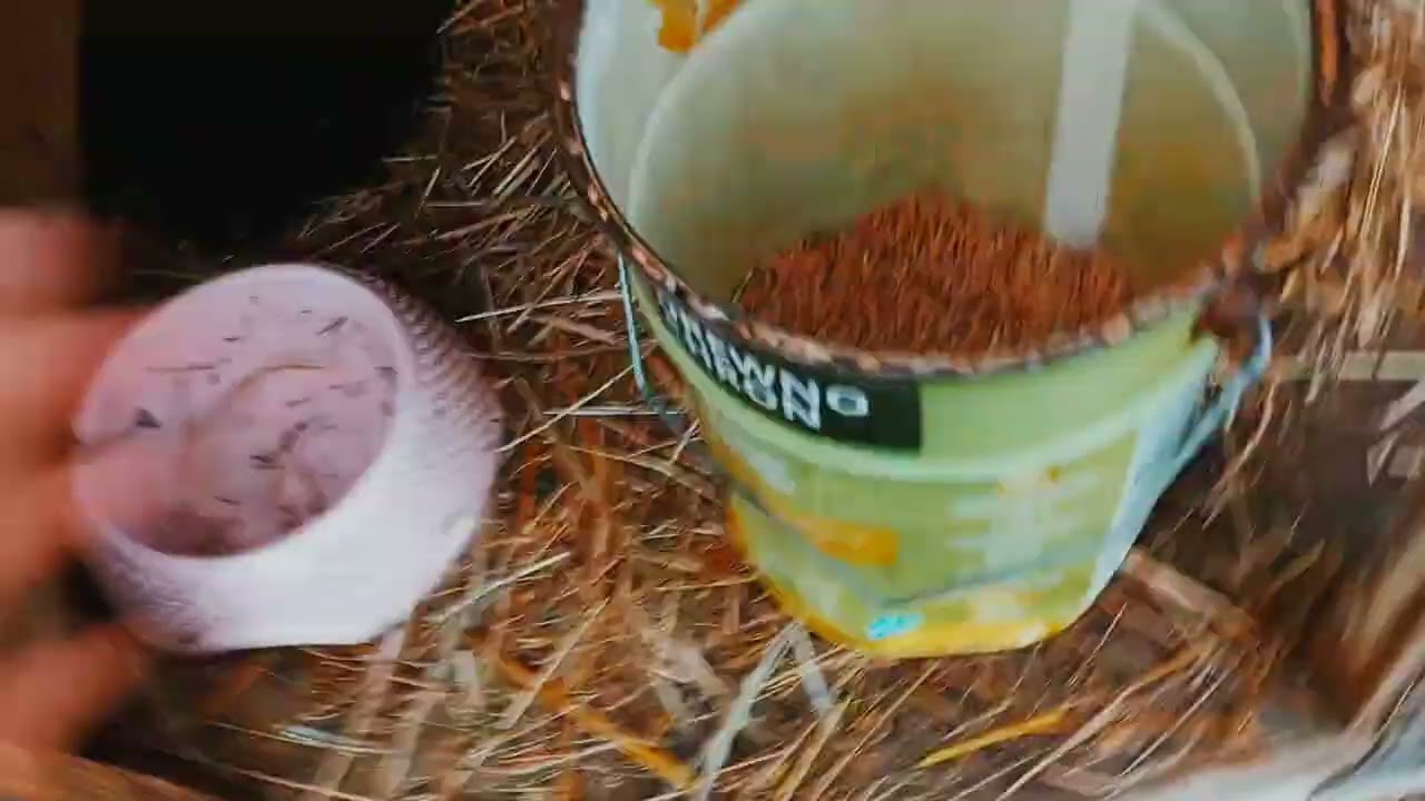 Moje króliczki.