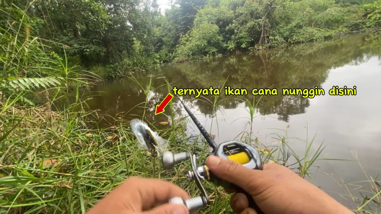 CASTING GABUS DI SPOT YANG SUDAH LAMA TIDAK DI DATANGIN❗️❗️IKAN NYA GALAK GALAK
