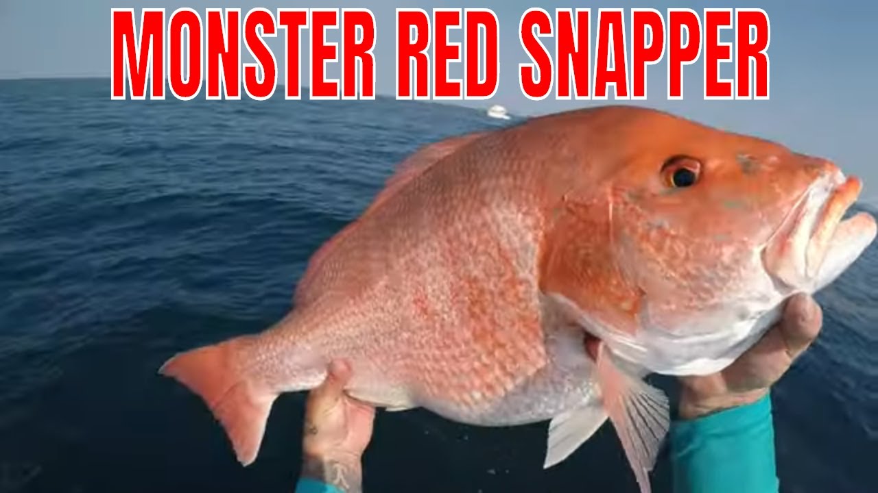 MONSTER SNAPPER AND DRAG SCREAMING FUN