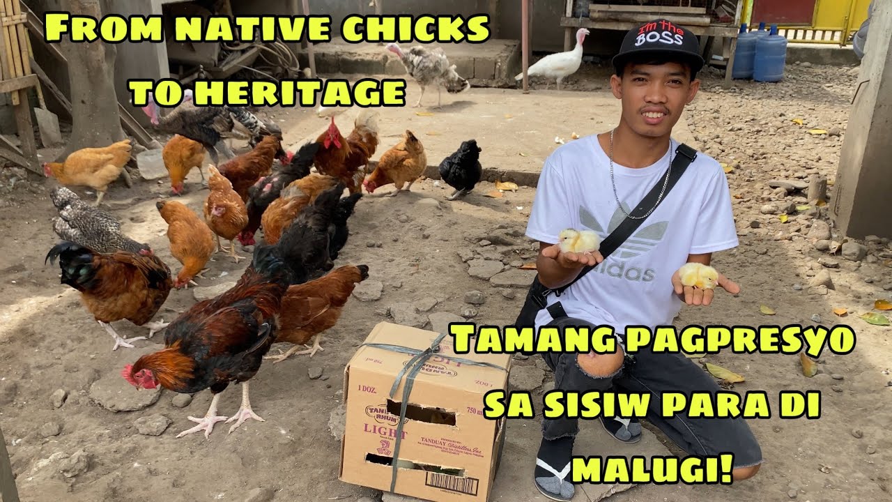 PAANO ANG TAMANG PAGPRESYO SA SISIW NA HERITAGE AT NATIVE CHICKS PARA DI MALUGI | GENSAN CITY