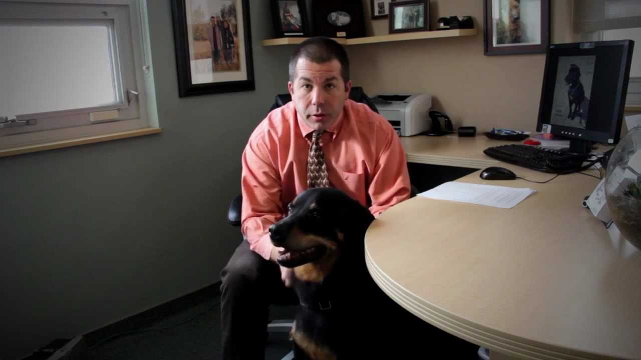 Yes, There is Life After Amputation (Dogs & Cats)