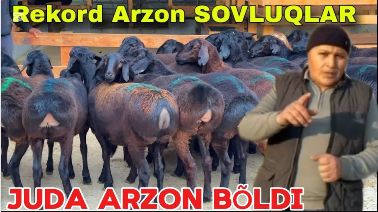 DONIYORBEKGA YOSH YETUK BÕĞOZLAR KELDI SHOSHLING ARZONCHIDAN BUGUN HALQ MAZZA QILSN